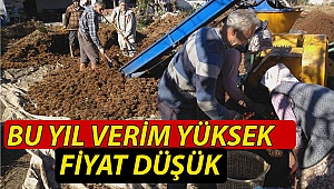 Bu yıl verim yüksek fiyat düşük