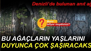 Denizli’de bulunan anıt ağaçlar asırlardır bizlerle