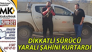 Dikkatli sürücü yaralı şahini kurtardı