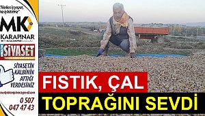Fıstık, çal toprağını sevdi