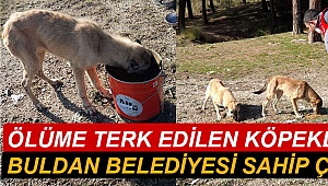Ölüme terk edilen köpeklere Buldan Belediyesi sahip çıktı
