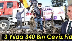 3 Yılda 340 Bin Ceviz Fidanı
