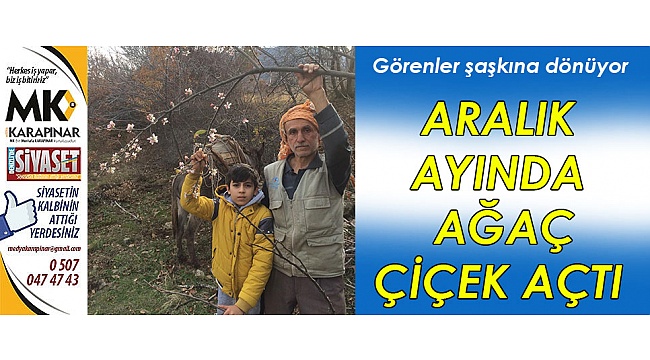 Aralık ayında ağaç çiçek açtı
