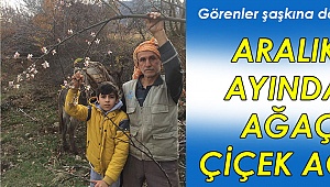 Aralık ayında ağaç çiçek açtı