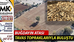 Buğdayın atası Tavas topraklarıyla buluştu