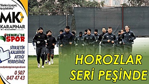 Horozlar seri peşinde