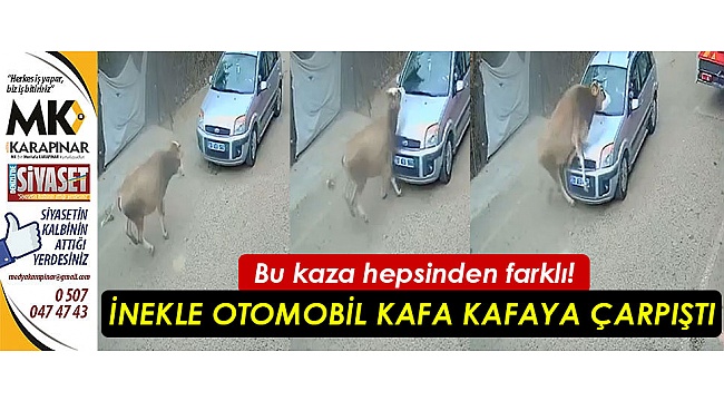İnekle otomobil kafa kafaya çarpıştı