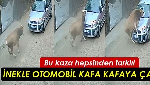 İnekle otomobil kafa kafaya çarpıştı