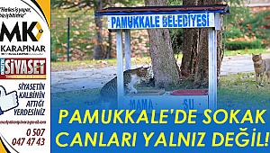 Pamukkale'de sokak canları yalnız değil