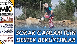 Sokak hayvanları pandemide mağdur oluyor