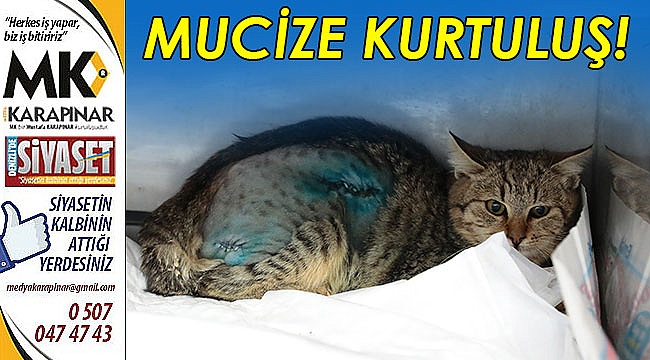 Sokak kedisinin mucize kurtuluşu