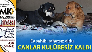 Ev sahibi rahatsız olunca hayvanlar kulübesiz kaldı