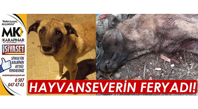 Hayvanseverin feryadı!