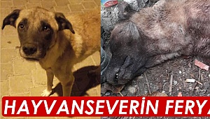 Hayvanseverin feryadı!