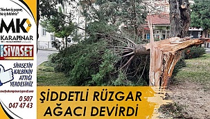 Rüzgar ağacı devirdi