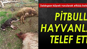 Saldırgan köpek vurularak etkisiz hale getirilebildi