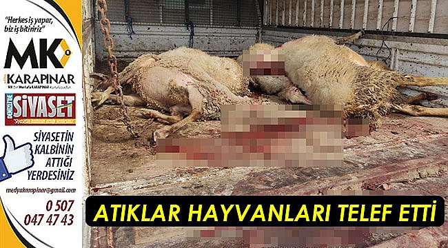 Atıklar hayvanları telef etti
