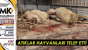 Atıklar hayvanları telef etti