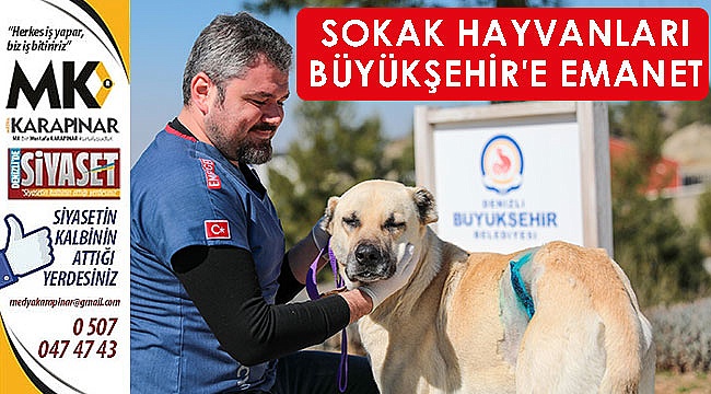 Sokak hayvanları Büyükşehir’e emanet