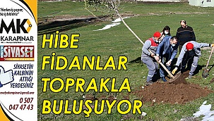Hibe fidanlar toprakla buluşuyor