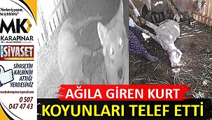 Ağıla giren kurt, koyunları telef etti
