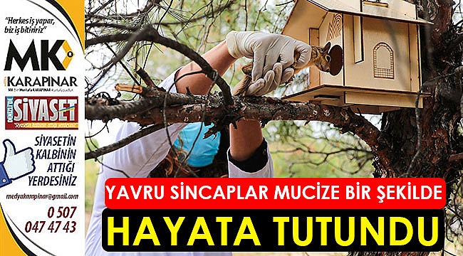 Yavru sincaplar hayata tutundu