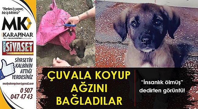Yavru köpeği çuvala koyarak ölüme terk ettiler!