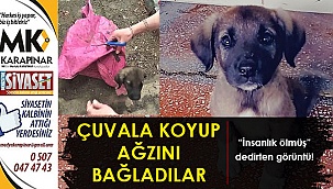 Yavru köpeği çuvala koyarak ölüme terk ettiler!