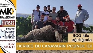 Denizli'de 350 kilo ağırlığındaki domuz sonunda vuruldu