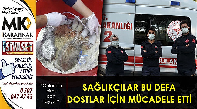 Sağlıkçılar yangından etkilenen kedilere yardım etti
