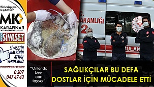 Sağlıkçılar yangından etkilenen kedilere yardım etti