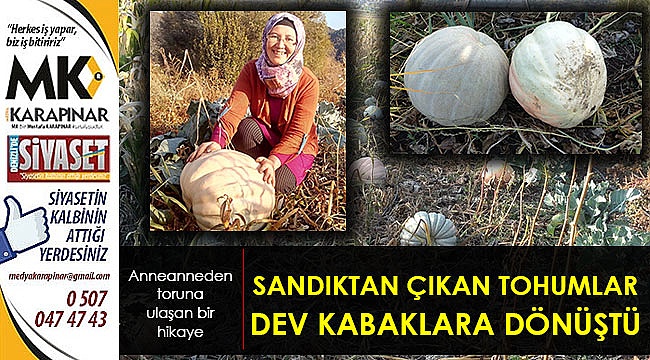 Sandıktan çıkan tohumlar dev kabaklara dönüştü