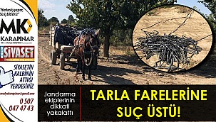 Tarla farelerine suç üstü!