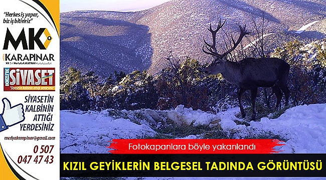 Kızıl geyiklerin muhteşem görüntüsü belgeseli aratmadı