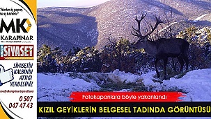 Kızıl geyiklerin muhteşem görüntüsü belgeseli aratmadı