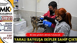 Yaralı baykuşu belediye ekipleri sahip çıktı
