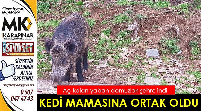 Kedi mamasına ortak oldu