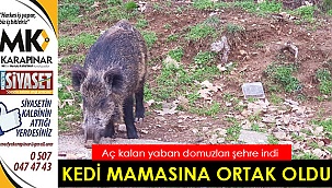 Kedi mamasına ortak oldu