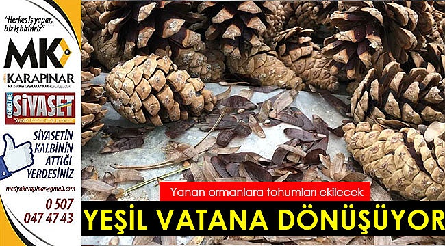 Kozalaklar yeşil vatana dönüşecek