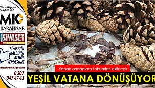 Kozalaklar yeşil vatana dönüşecek