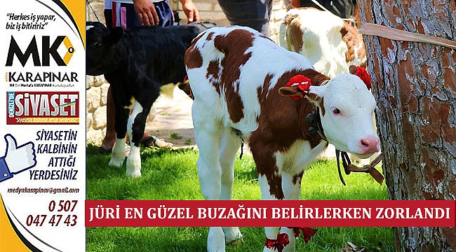Jüri En Güzel Buzağını Belirlerken Zorlandı