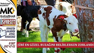 Jüri En Güzel Buzağını Belirlerken Zorlandı