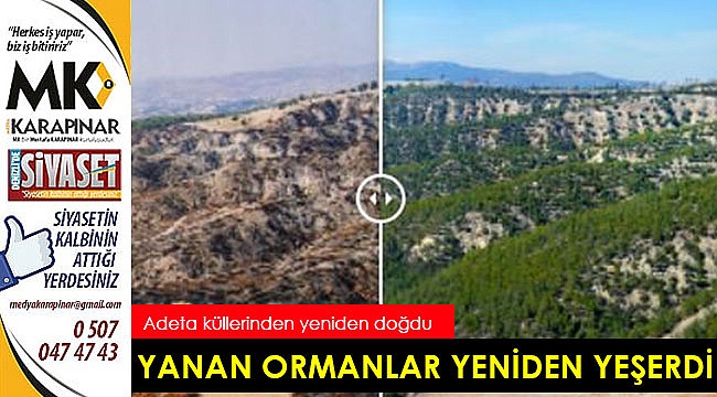 Yanan ormanlar yeniden yeşerdi