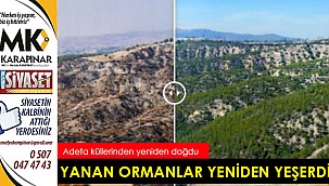 Yanan ormanlar yeniden yeşerdi