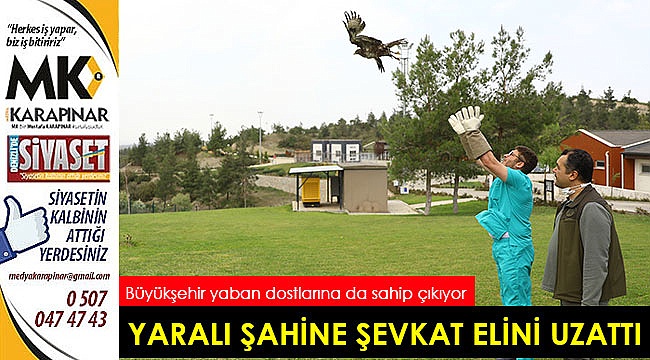 Yaralı kızıl şahine Büyükşehir şefkati