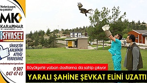 Yaralı kızıl şahine Büyükşehir şefkati