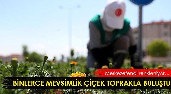 Binlerce mevsimlik çiçek toprakla buluştu