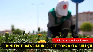 Binlerce mevsimlik çiçek toprakla buluştu