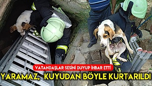 Kuyuya düşen köpek kurtarıldı