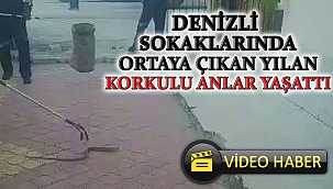 Bu yılan mahalle sakinlerini korkuttu